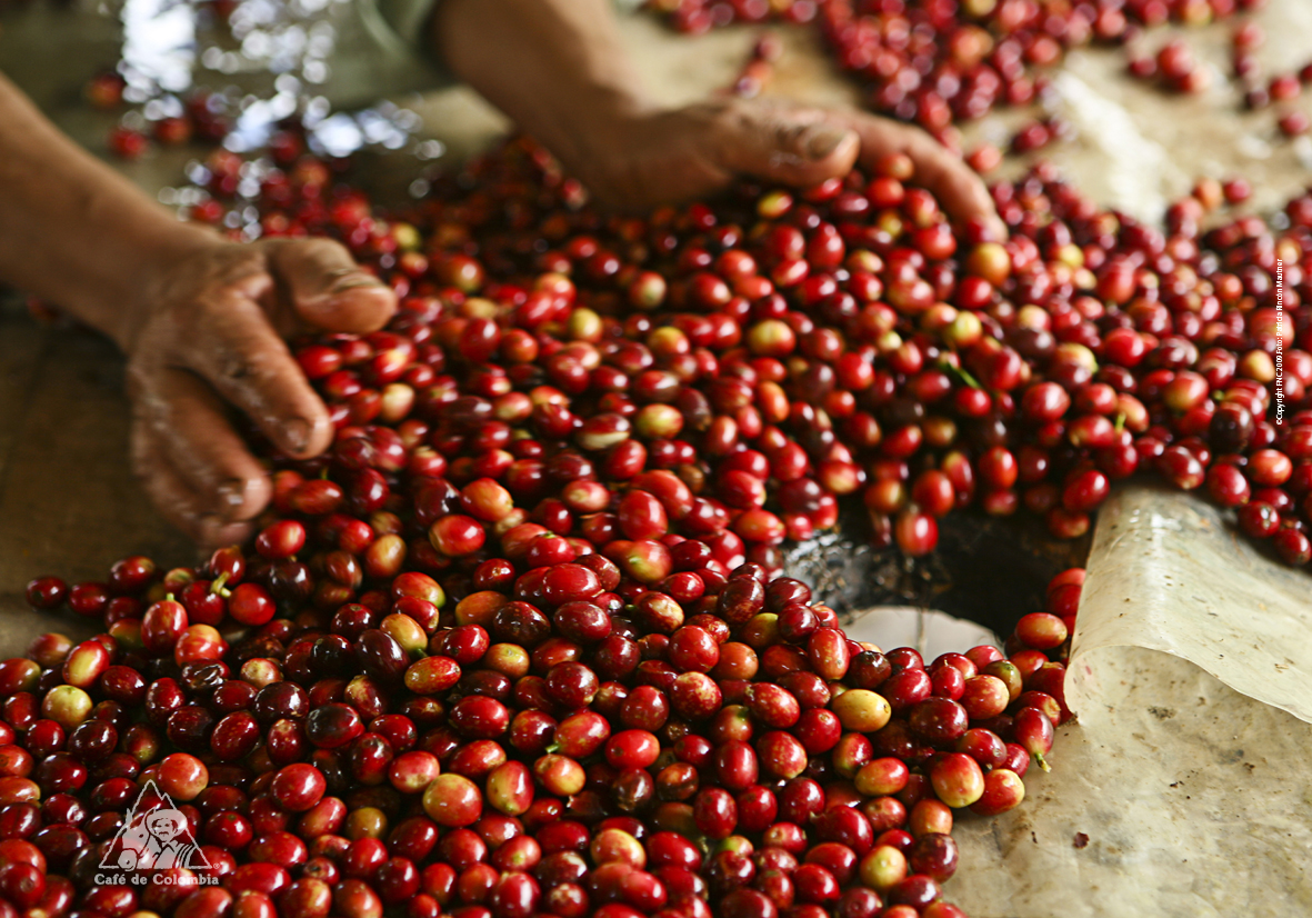 Gran Familia Cafe De Colombia Historia Gran Familia Cafe De Colombia Historia